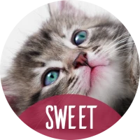 Cute animals Wallpapers