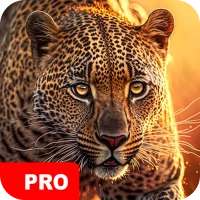 Animal Wallpapers PRO