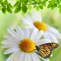 Nature Live Wallpapers HD