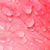 Spring Live Wallpaper