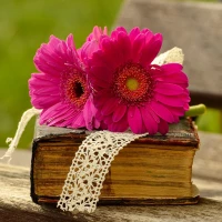 Flower Wallpapers 4K & HD