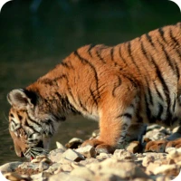 Baby Tiger Wallpaper