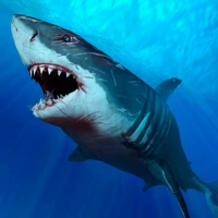 Shark Wallpapers