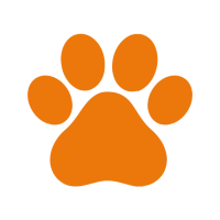Pettify-Buy Pets & Accessories