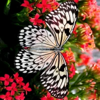 Butterfly Jigsaw: Relaxing HD
