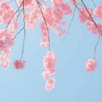 Spring Flower Wallpaper