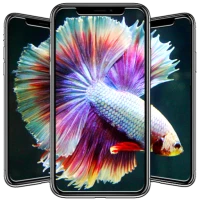 Betta Fish Wallpapers