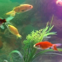 Aquarium Fish Live Wallpaper