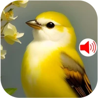 Bird Sounds Ringtones 2024