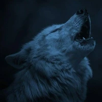 Wolf Wallpapers HD 4K