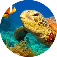 NatGeo Wild HD (Unofficial)