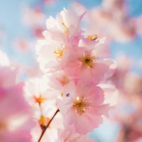 Cherry Blossom Wallpaper