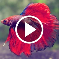 Betta Fish Wallpaper RZDO
