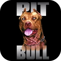 Pitbull Wallpaper 2024
