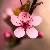 Sakura Blossom Wallpapers