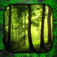 Forest Live Wallpaper
