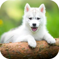 Puppy Wallpaper 2024