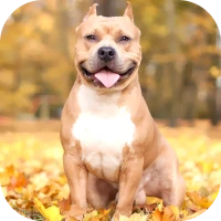 Pitbull Wallpaper 2024