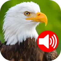 Animal Ringtones