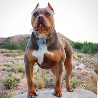 Pitbull Wallpapers