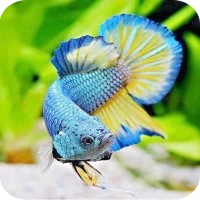 Betta Fish Wallpaper