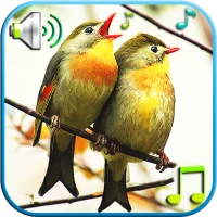 Birds Sounds & Ringtones