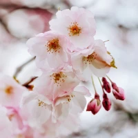 Cherry Blossom Wallpaper