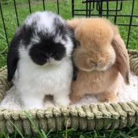 Cute Rabbit Wallpaper HD