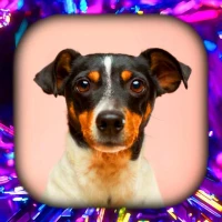 Dog Wallpaper Live HD/3D/4K
