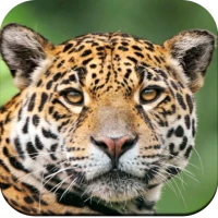 Wild Animal Wallpaper 4K