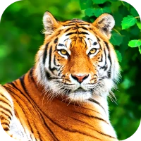 Tiger Wallpaper 2024