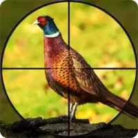 Pheasant Bow Hunting Safari