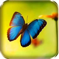 Butterflies Live Wallpaper