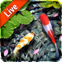 Koi Fish Live Wallpaper