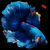 Betta Fish Wallpapers HD