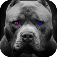 Pitbull wallpapers