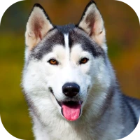 Husky Dog Wallpaper 2024