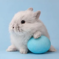 Rabbit Wallpaper
