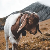 Goat Wallpapers