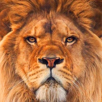 Lion Wallpaper