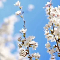 Cherry Blossom Live Wallpaper