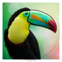 Animal Sound for Kids