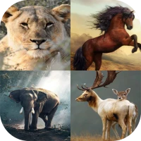 Wild Animal Wallpaper 4K