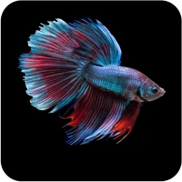 Betta Fish Wallpapers