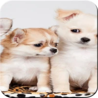 cute animals wallpaper