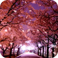 Sakura Live Wallpaper