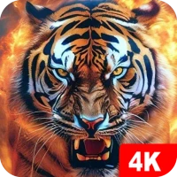 Tiger Wallpapers 4K