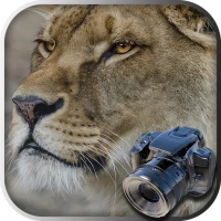 Hidden Animals: Photo Hunt