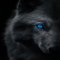 Black Live Wallpaper
