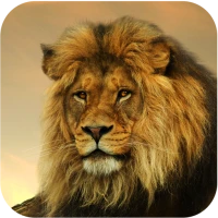Lion Wallpapers HD